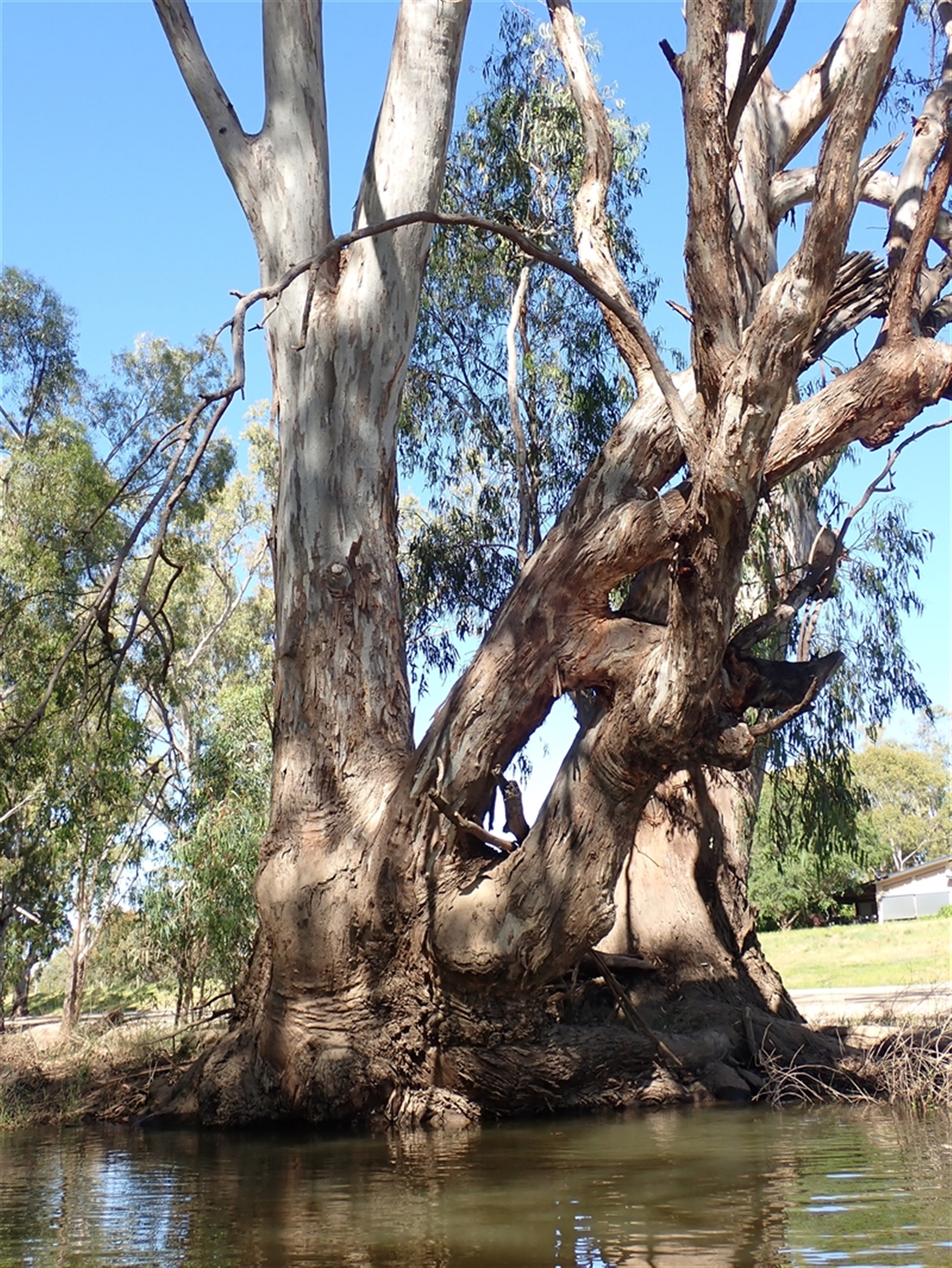 Eucalyptus camaldulensis at suppressed - suppressed