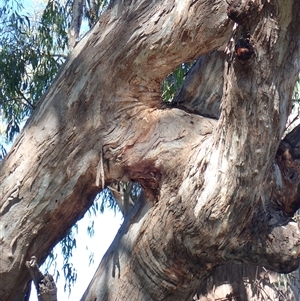 Eucalyptus camaldulensis at suppressed - suppressed