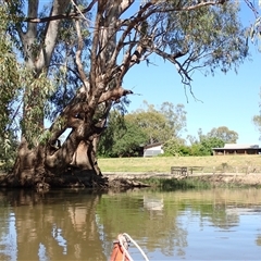 Eucalyptus camaldulensis at suppressed - suppressed