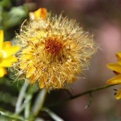 Xerochrysum viscosum (Sticky Everlasting) at Hawker, ACT - 2 Dec 2015 by Jennybach