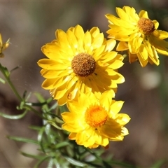 Xerochrysum viscosum at Hawker, ACT - 2 Dec 2015