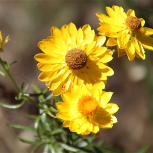 Xerochrysum viscosum at Hawker, ACT - 2 Dec 2015