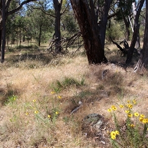 Xerochrysum viscosum at Hawker, ACT - 2 Dec 2015