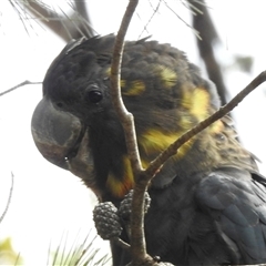 Calyptorhynchus lathami lathami (Glossy Black-Cockatoo) at High Range, NSW - 18 Nov 2021 by GlossyGal