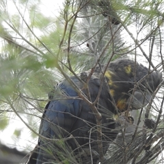 Calyptorhynchus lathami lathami at High Range, NSW - suppressed