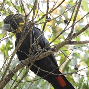 Calyptorhynchus lathami lathami at High Range, NSW - suppressed