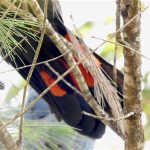 Calyptorhynchus lathami lathami at High Range, NSW - suppressed