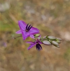 Arthropodium fimbriatum (Nodding Chocolate Lily) at Kaleen, ACT - 15 Nov 2024 by WalkYonder