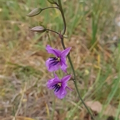 Arthropodium fimbriatum at Kaleen, ACT - 15 Nov 2024