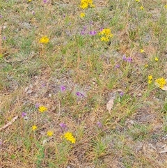 Arthropodium fimbriatum at Kaleen, ACT - suppressed