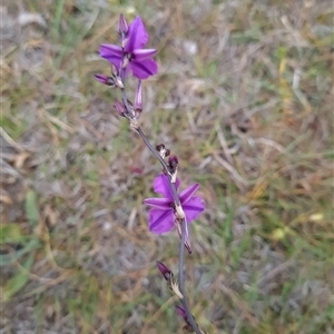 Arthropodium fimbriatum at Kaleen, ACT - suppressed