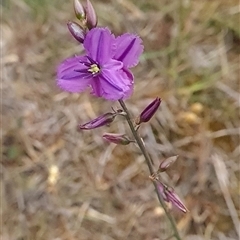 Arthropodium fimbriatum at Kaleen, ACT - 15 Nov 2024