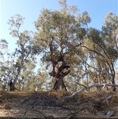 Eucalyptus sp. (A Gum Tree) at Willbriggie, NSW - 22 Sep 2024 by MB