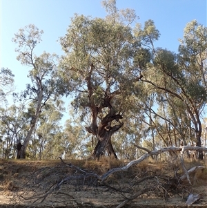 Eucalyptus sp. at Willbriggie, NSW - suppressed