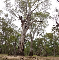 Eucalyptus camaldulensis (River Red Gum) at Benerembah, NSW - 10 Nov 2021 by MB