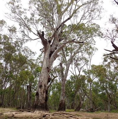 Eucalyptus sp. at Benerembah, NSW - 9 Nov 2021 by MB