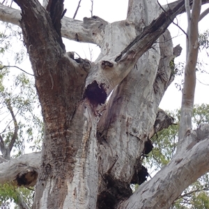 Eucalyptus camaldulensis at suppressed - suppressed