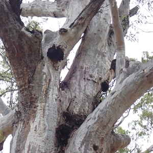 Eucalyptus camaldulensis at suppressed - suppressed