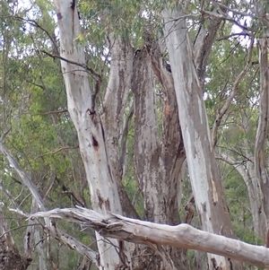Eucalyptus camaldulensis at suppressed - suppressed