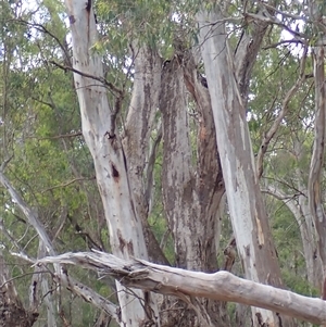 Eucalyptus sp. at Darlington Point, NSW by MB