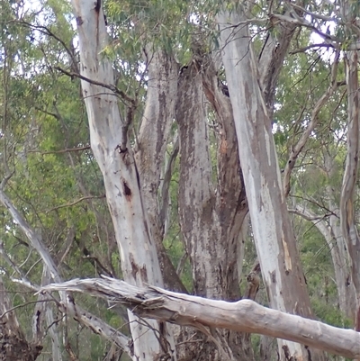 Eucalyptus camaldulensis (River Red Gum) at Darlington Point, NSW - 10 Nov 2021 by MB