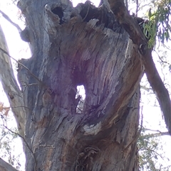 Eucalyptus sp. at Benerembah, NSW - 9 Nov 2021 by MB