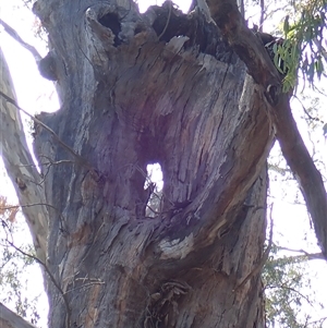 Eucalyptus camaldulensis at suppressed - suppressed