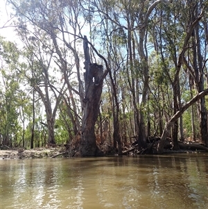 Eucalyptus camaldulensis at suppressed - suppressed