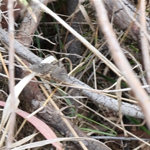 Noctuoidea (superfamily) at Lyons, ACT - 15 Nov 2024