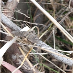 Noctuoidea (superfamily) at Lyons, ACT - 15 Nov 2024