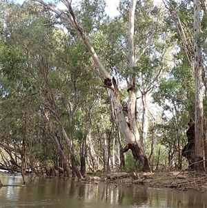 Eucalyptus sp. at Darlington Point, NSW by MB