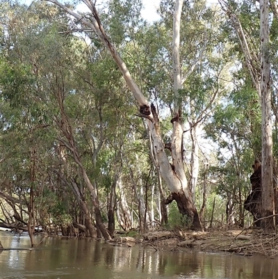 Eucalyptus sp. at Darlington Point, NSW - 10 Nov 2021 by MB