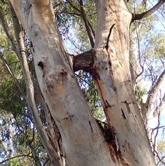 Eucalyptus camaldulensis at suppressed - suppressed