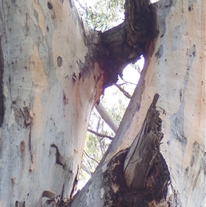 Eucalyptus camaldulensis at suppressed - suppressed