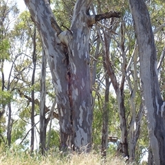 Eucalyptus sp. at Darlington Point, NSW - 10 Nov 2021 by MB