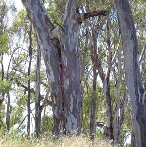 Eucalyptus sp. at Darlington Point, NSW by MB