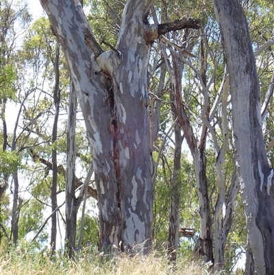 Eucalyptus camaldulensis (River Red Gum) at Darlington Point, NSW - 10 Nov 2021 by MB