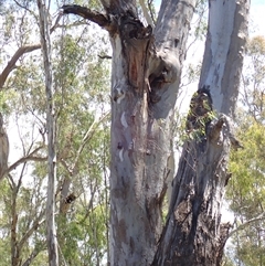 Eucalyptus camaldulensis at suppressed - suppressed
