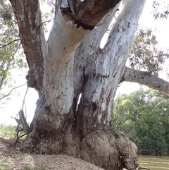 Eucalyptus sp. at Darlington Point, NSW - 10 Nov 2021 by MB