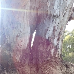 Eucalyptus camaldulensis at suppressed - suppressed