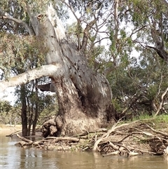 Eucalyptus camaldulensis at suppressed - suppressed