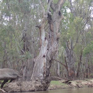 Eucalyptus camaldulensis at suppressed - suppressed