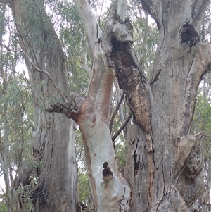 Eucalyptus camaldulensis at suppressed - suppressed