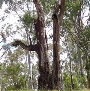 Eucalyptus camaldulensis at suppressed - suppressed