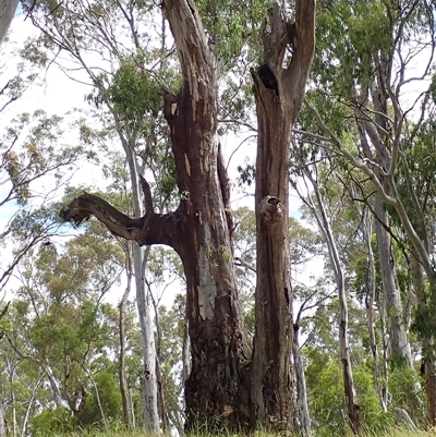 Eucalyptus sp. at Carrathool, NSW - 10 Nov 2021 by MB