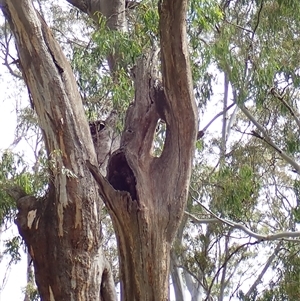 Eucalyptus camaldulensis at suppressed - suppressed