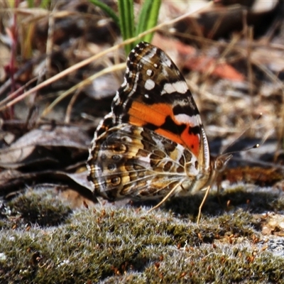 Vanessa kershawi (Australian Painted Lady) at Hawker, ACT - 2 Dec 2015 by Jennybach