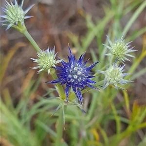 Eryngium ovinum at Kaleen, ACT - 15 Nov 2024 11:00 AM