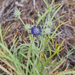 Eryngium ovinum at Kaleen, ACT - 15 Nov 2024 11:00 AM