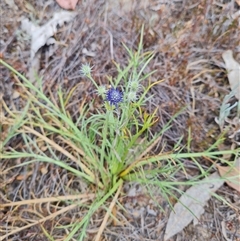 Eryngium ovinum at Kaleen, ACT - 15 Nov 2024 11:00 AM